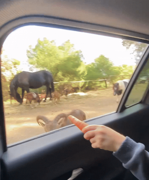 Нападение на морковку 