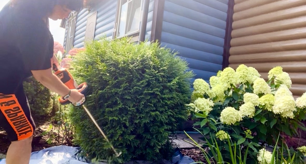 Это я стригу туи