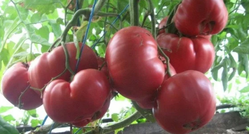 Томаты для короткого лета. Выбираем ранние, низкорослые сорта томатов. Личный опыт выращивания томатов для теплицы в ОГ.