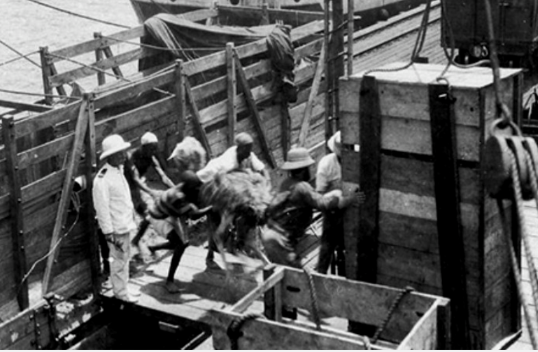 Загоны для пойманных страусов