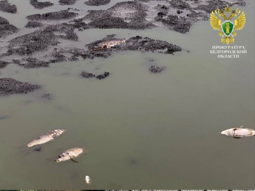     Фото: t.me/proc_31