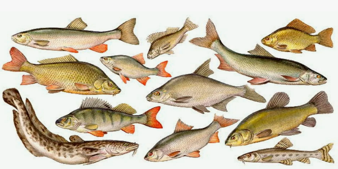 Топ 5 рыб наших рек самых полезных для человека. Кого можно поймать или недорого купить на рынках России