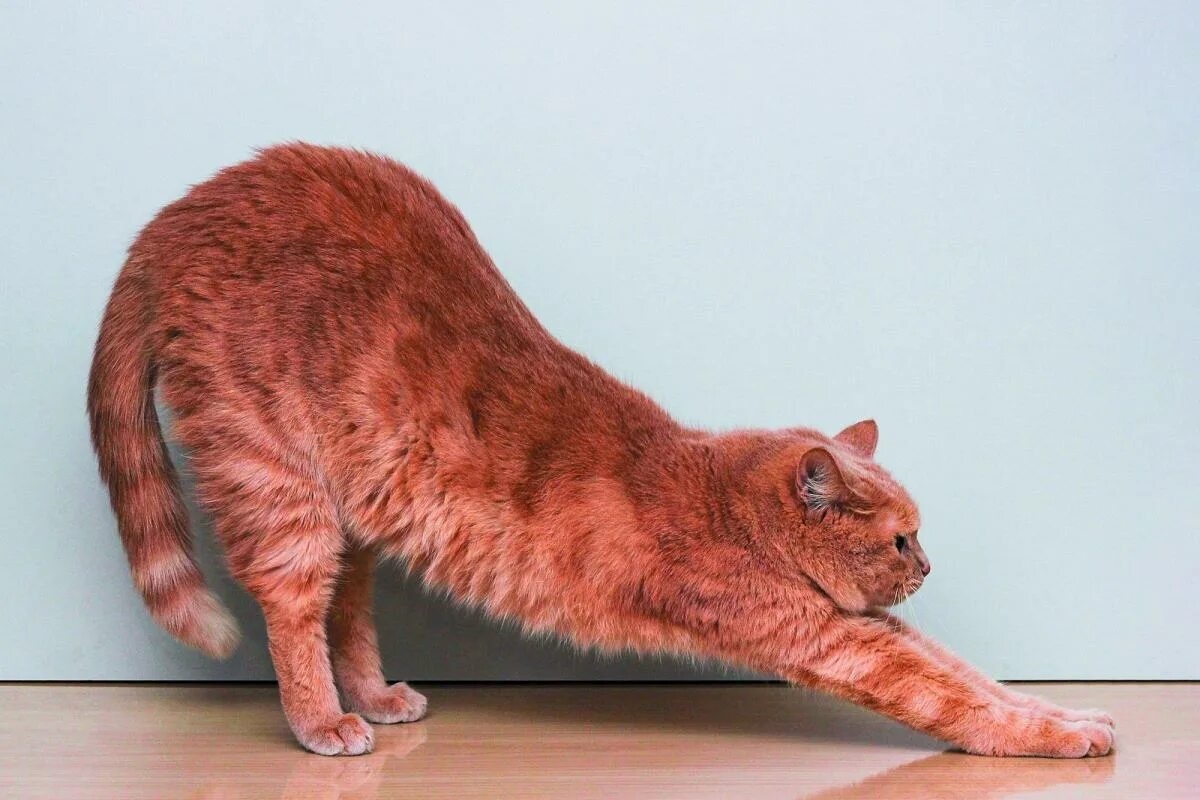 Фото с сайта: https://puainta.com/fr/blogs/cats/ivdd-in-cats