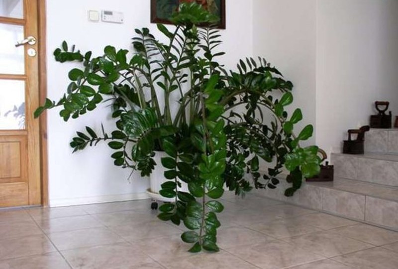 Как я заставила замиокулькас расти пышнее пальмы: личный опыт и проверенные правила ухода