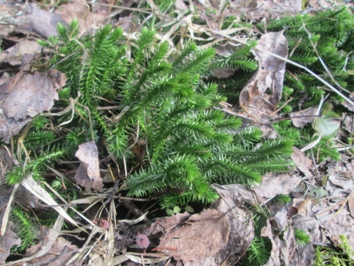 Баранец обыкновенный, или «плаун баранец»