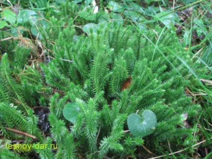 Баранец обыкновенный (фото с блога "Лесная кладовая")