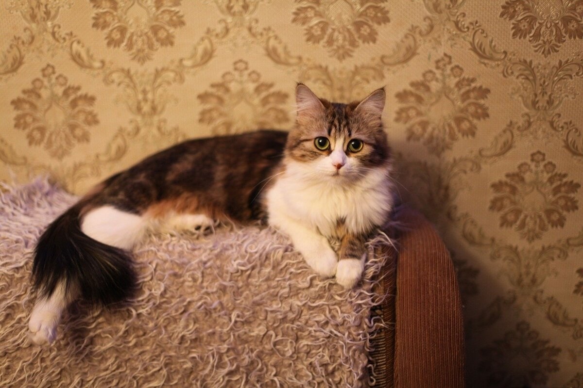 Фото с сайта: https://immunocap.ru/photo/dom-cat/