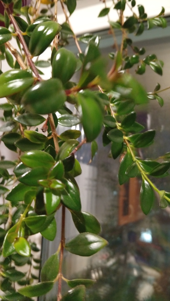 Гипоцирта Золотая рыбка.