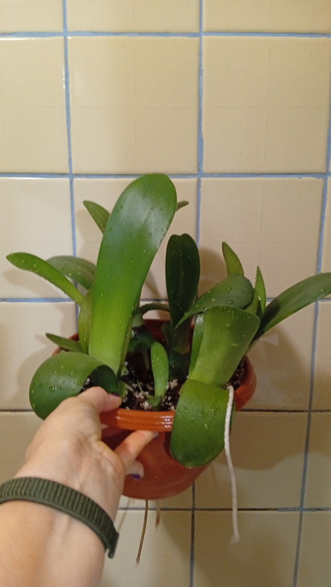 Гемантус белоцветковый