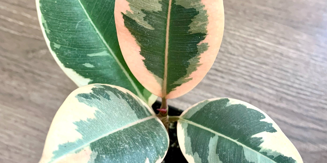 Фикус каучуконосный: растение, которому необходимо внимание и забота