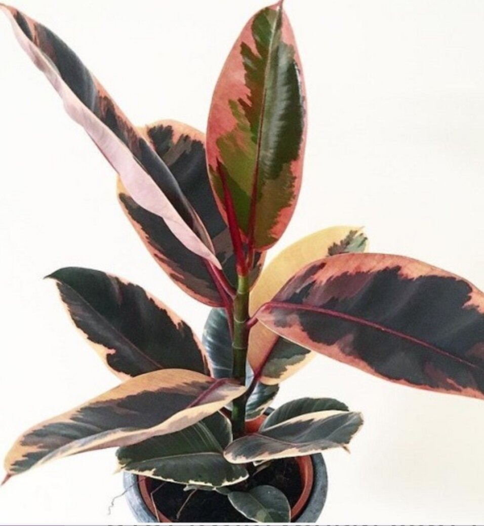 Фикус Белиз