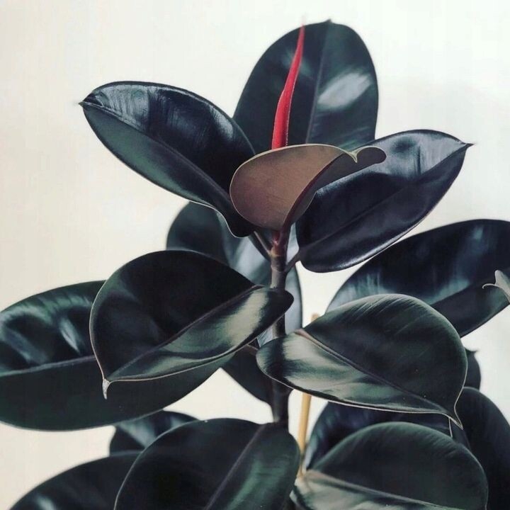 Фикус Абиджан