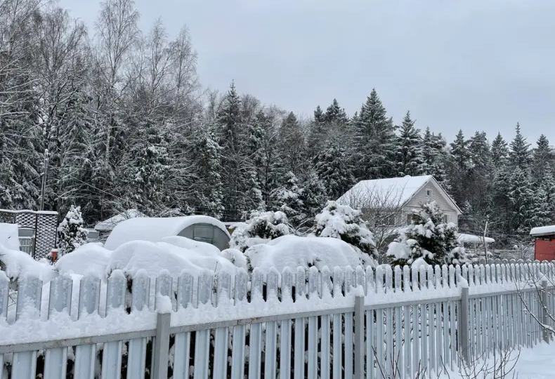 Зайца не видали? Как дачникам защититься от грызунов - советует агроном