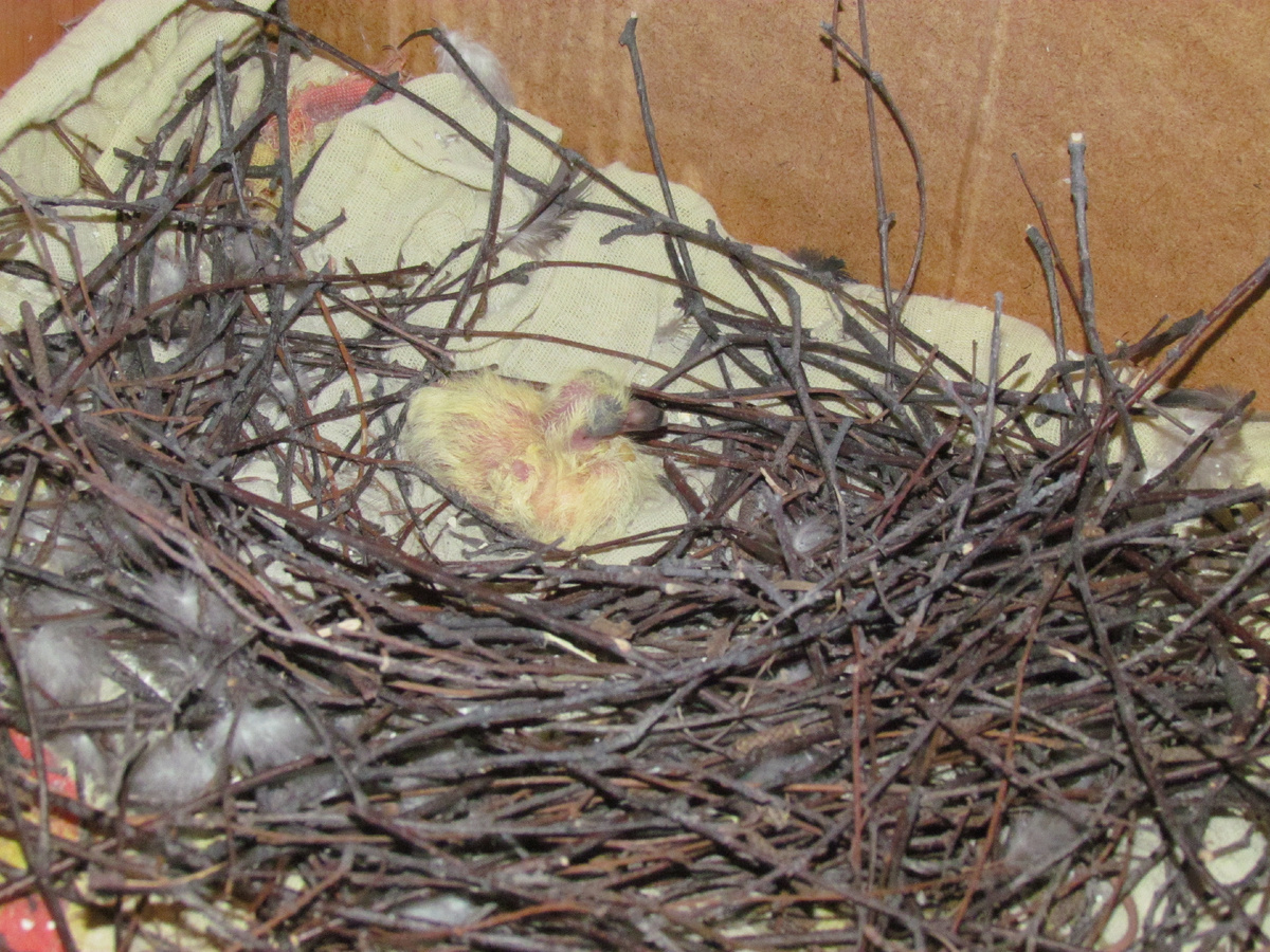 Здесь птенцу несколько дней от роду