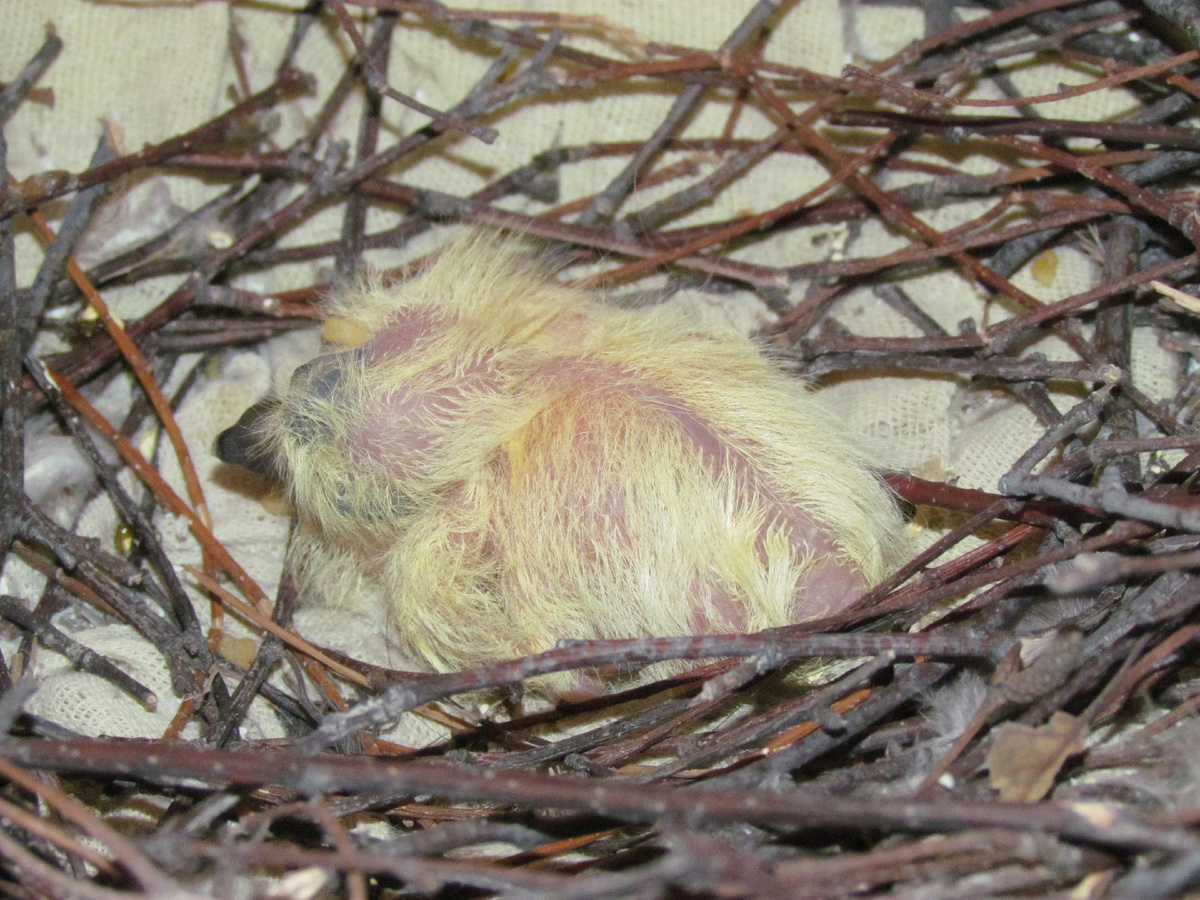 Птенец на днях родился