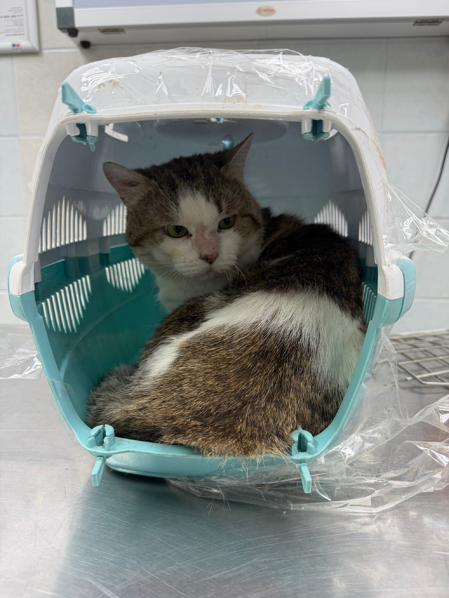 Не хотел выходить из переноски