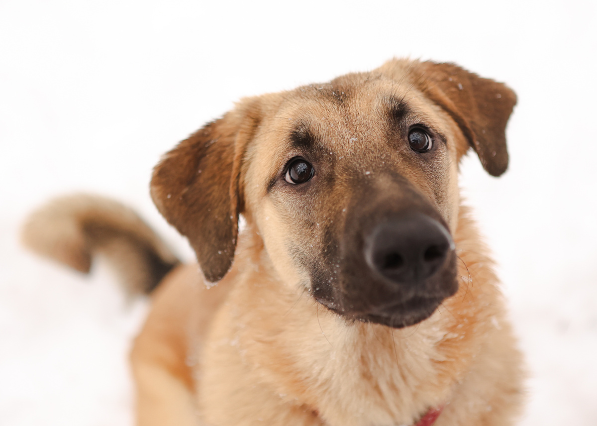 А я хочу лаять от счастья, от встречи с моим человеком