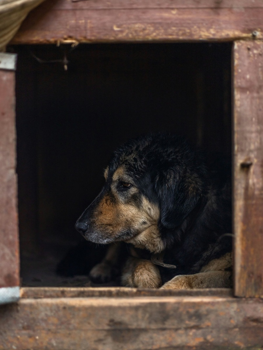    Волонтеры «Кошкиспаса» часто выезжают на сложные вызовы в отдаленные районы Ленинградской области. Фото несет иллюстративный характер