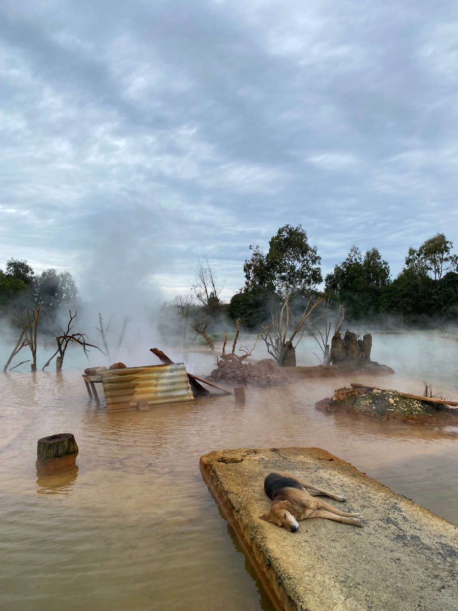 Собака тоже оздоравливается