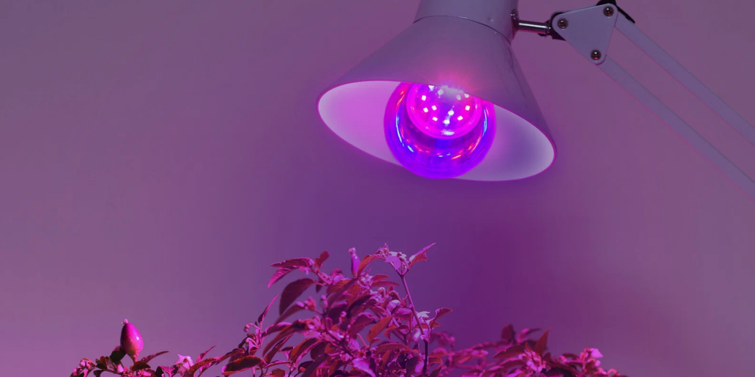 Мощность, спектр и высота: на что обращать внимание при выборе лампы