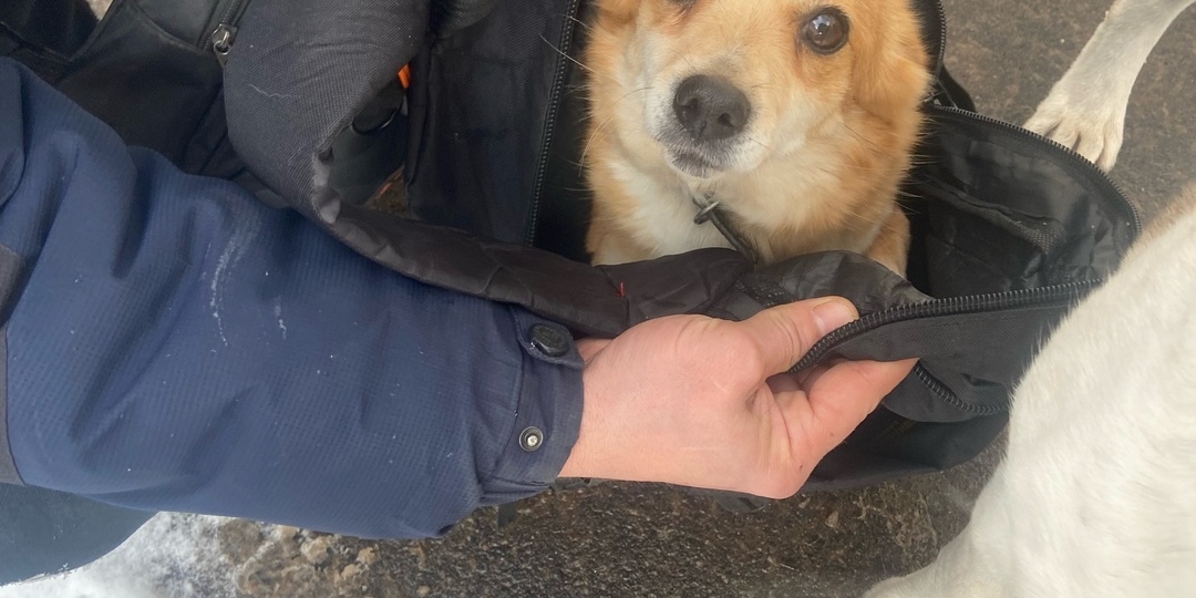 Собаку привязали в мороз на безлюдной остановке...