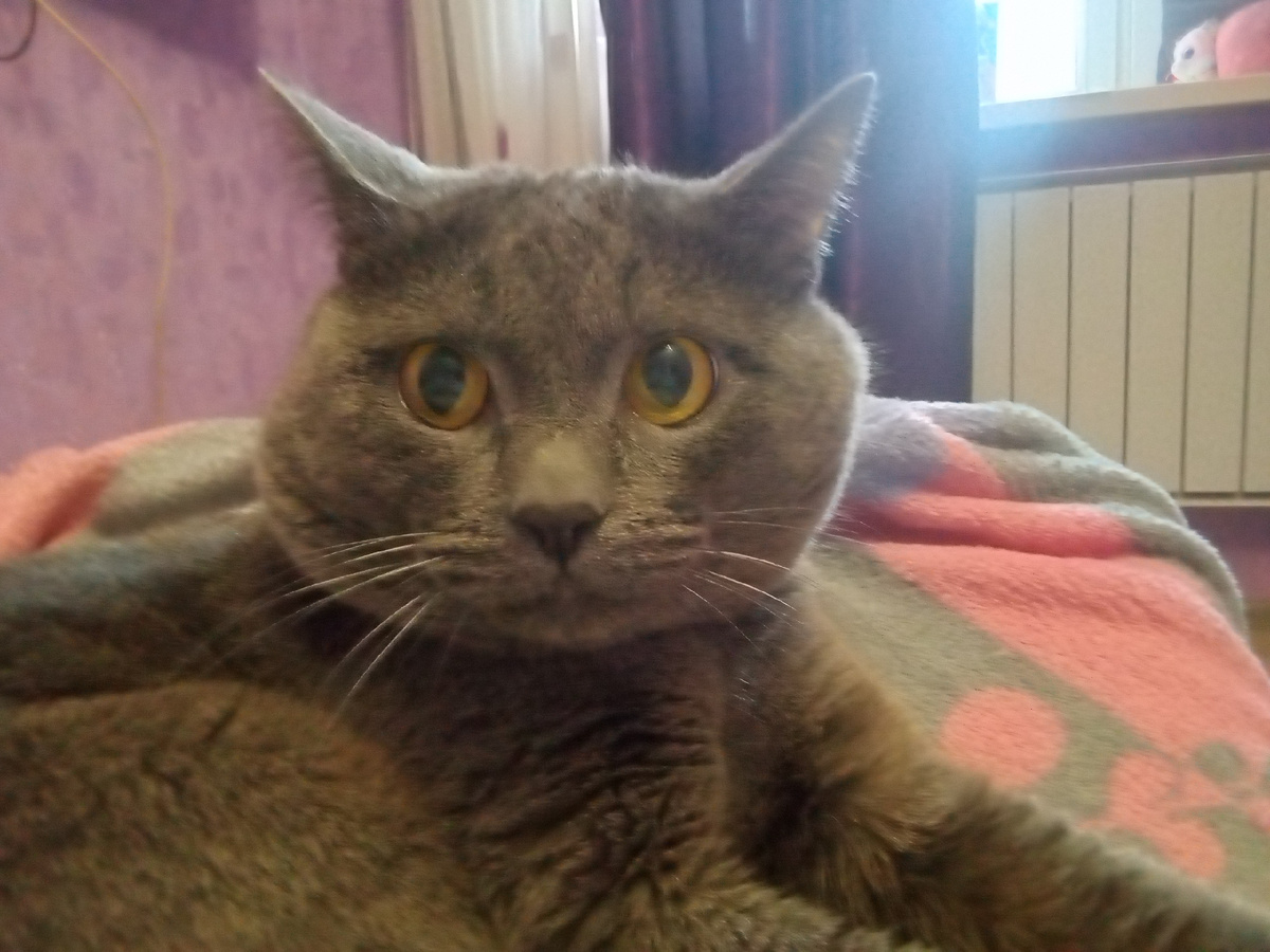 Котик Томас