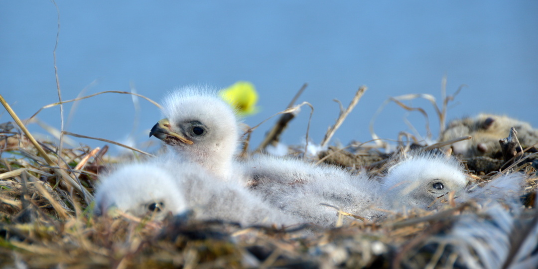 Вокруг Таймыра на тримаране, ч.5 От сапсанов до кита