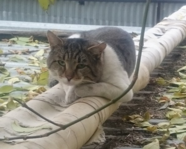 Как кот Васька помирать ходил