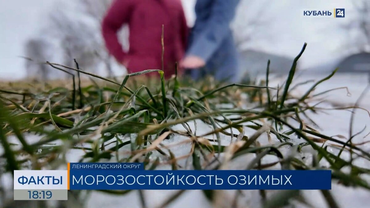    Скриншот видео телеканала «Кубань 24»