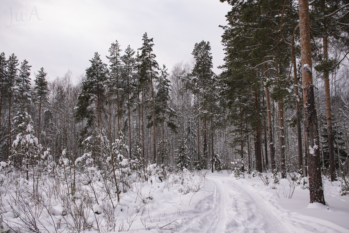Лес после первой сильной метели в этом году