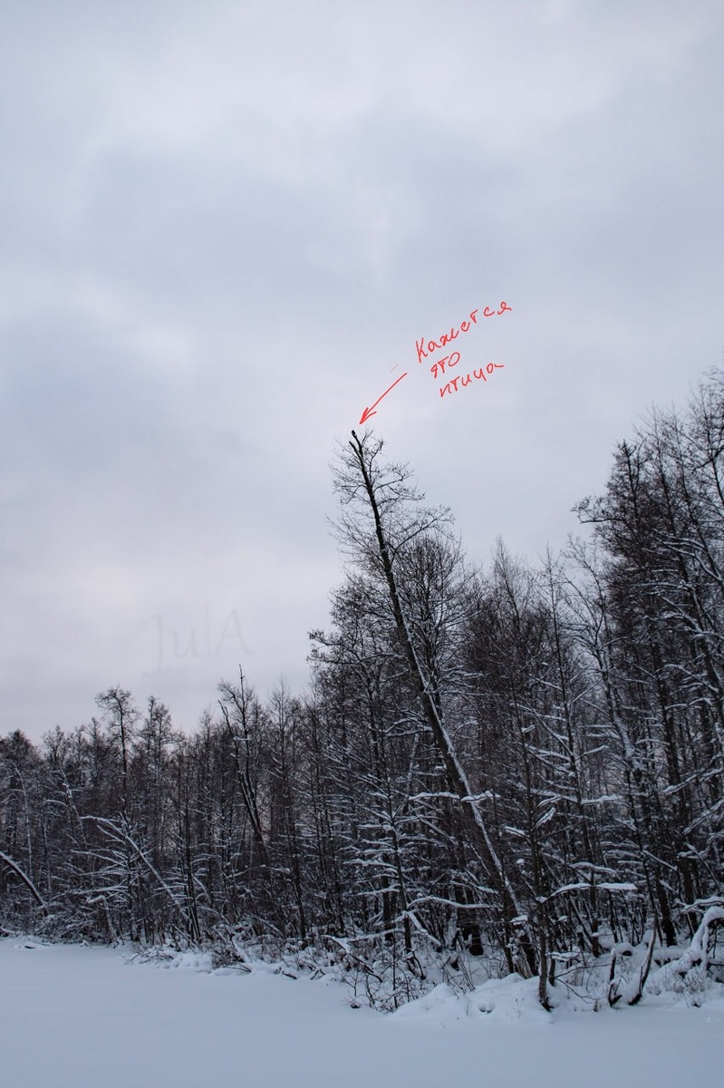 Так видит птиц большинство наблюдателей