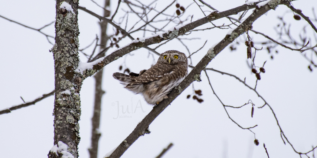Сова на озере. История одной фотоохоты