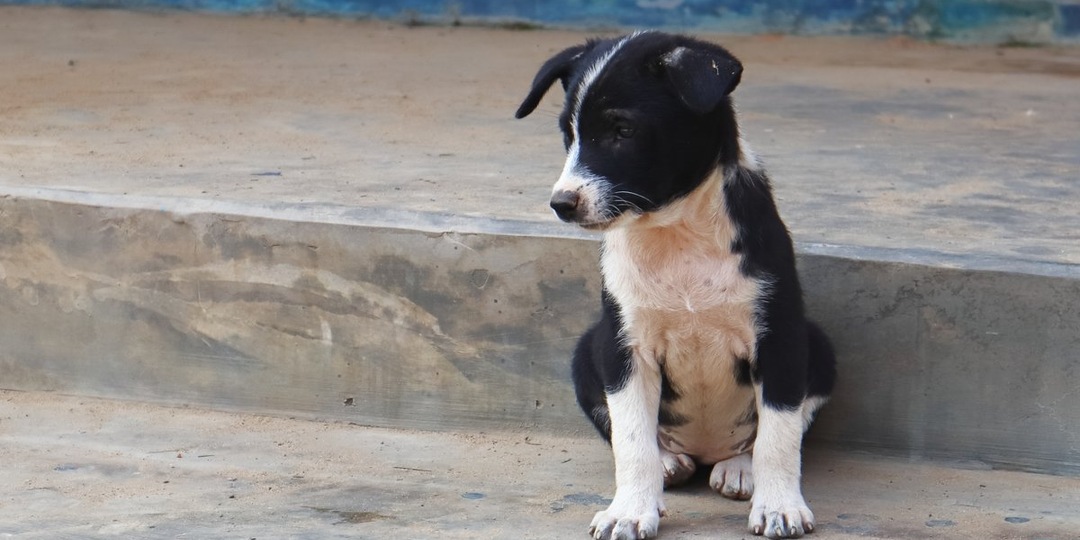 Из-под колес поезда — в добрые руки: трогательное спасение в Белогорске