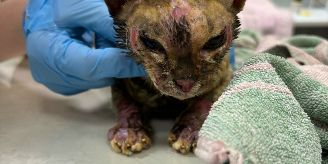 В Пскове борются за жизнь котёнка, спасённого сотрудниками МЧС при пожаре