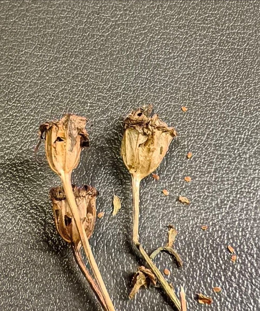 Семенная коробочка молочноцветкового колокольчика, справа семена, они очень мелкие