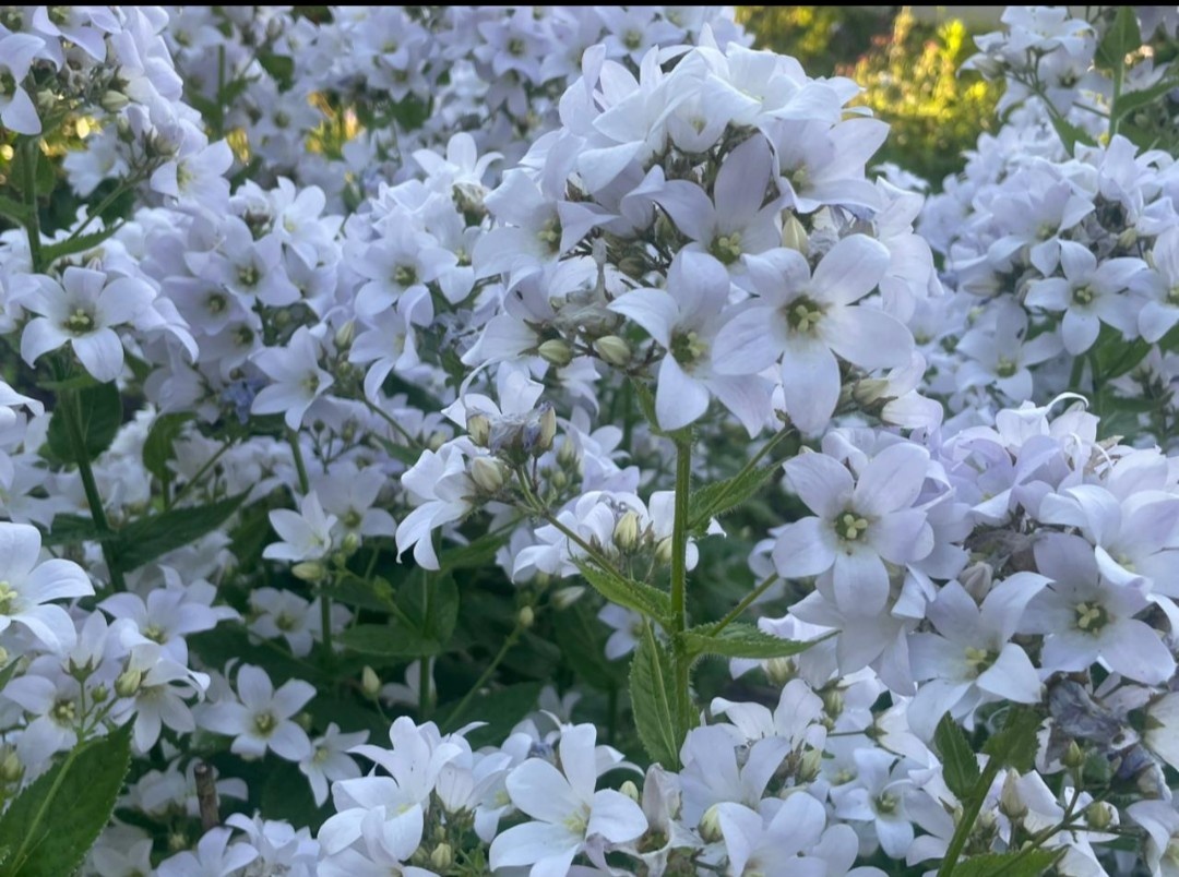 Молочноцветковый колокольчик (campanula lactiflora) 