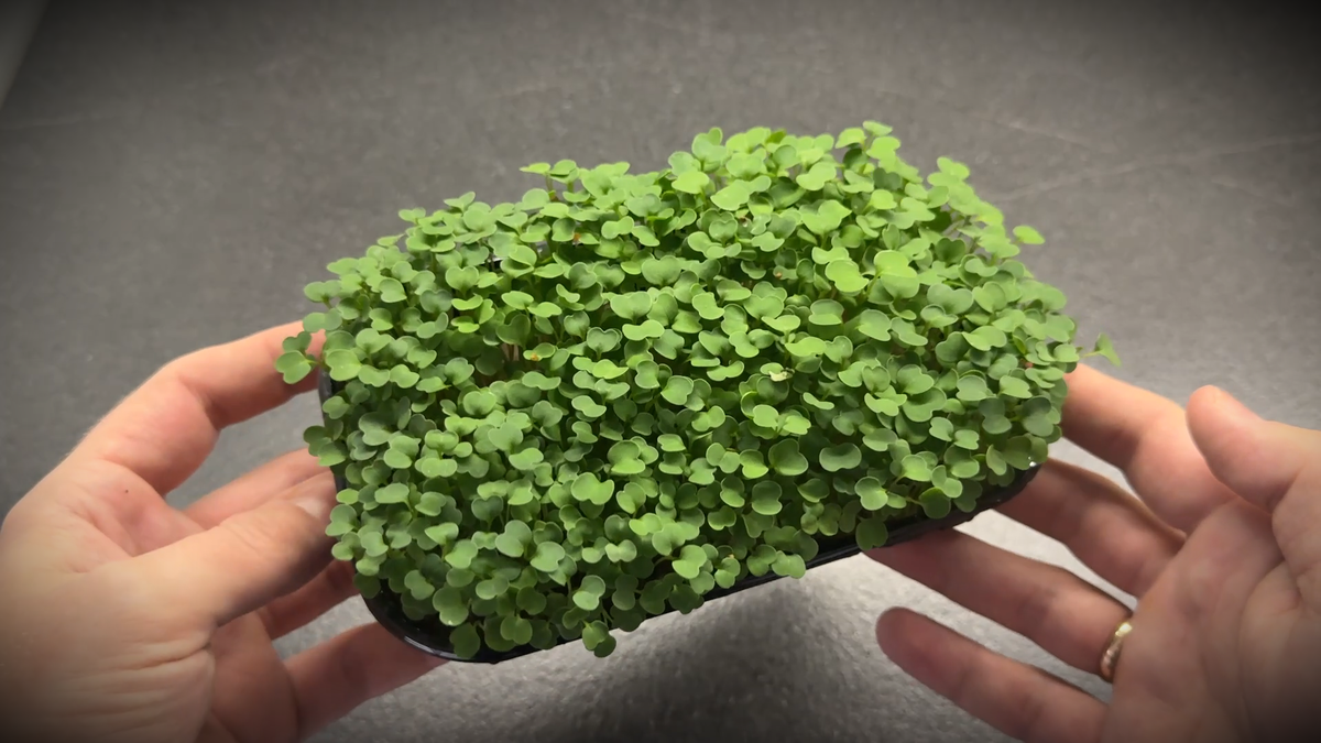 Превью статьи, готовая микрозелень рукколы