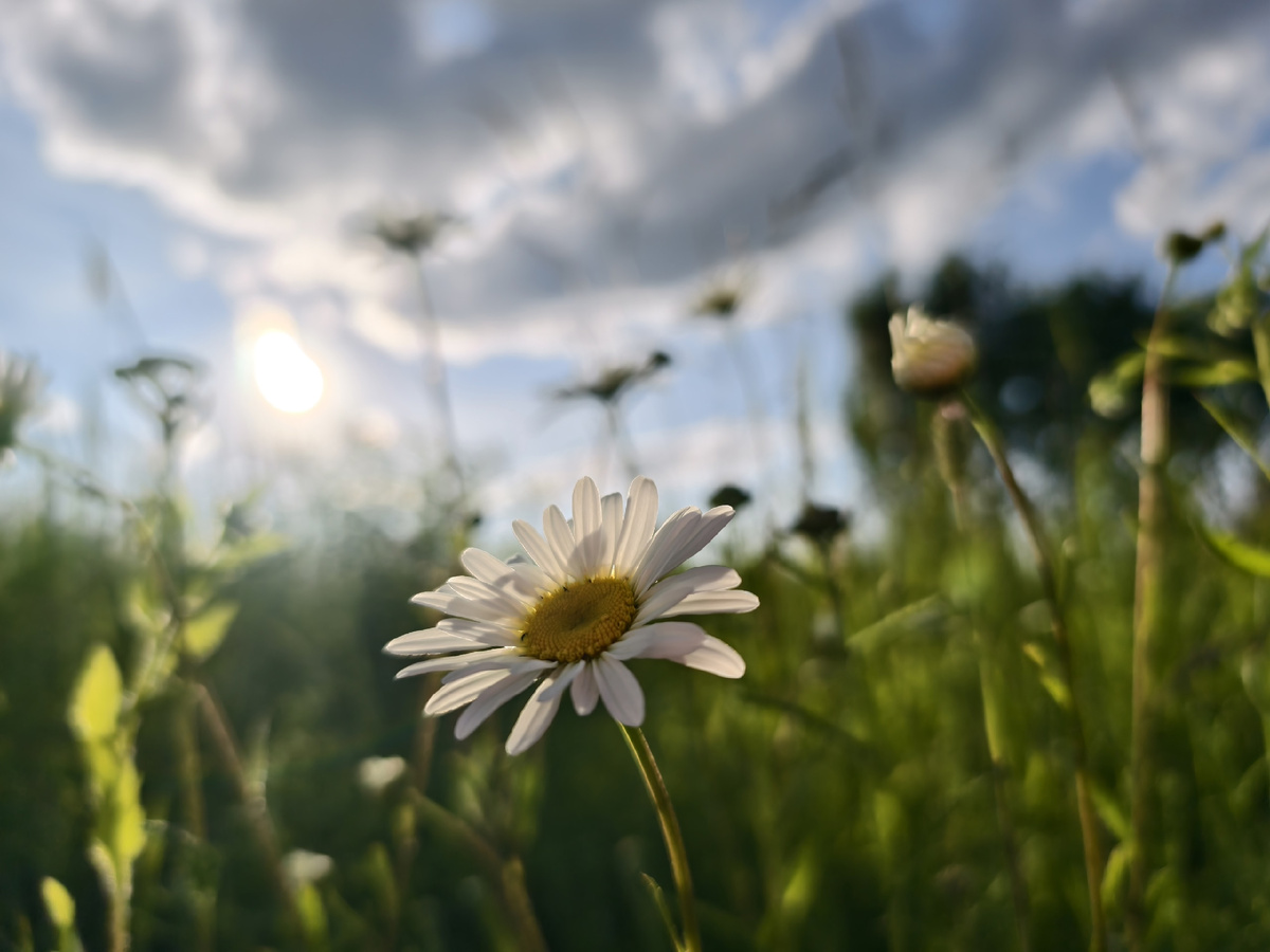 Ромашки в поле