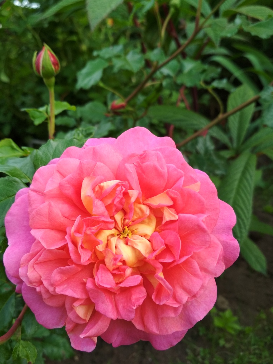 Christopher Marlowe, селекция David Ostien