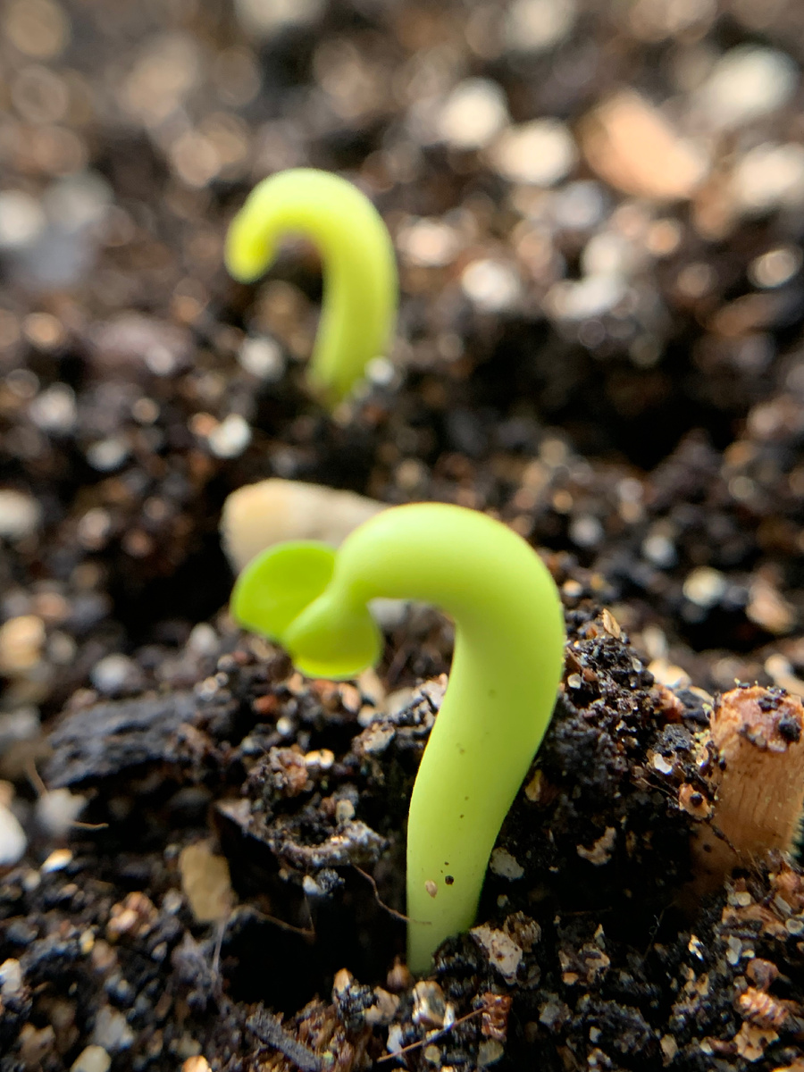 Ещё медитативнее наблюдать первые всходы под увеличительной линзой. Фото прошлого сезона. 