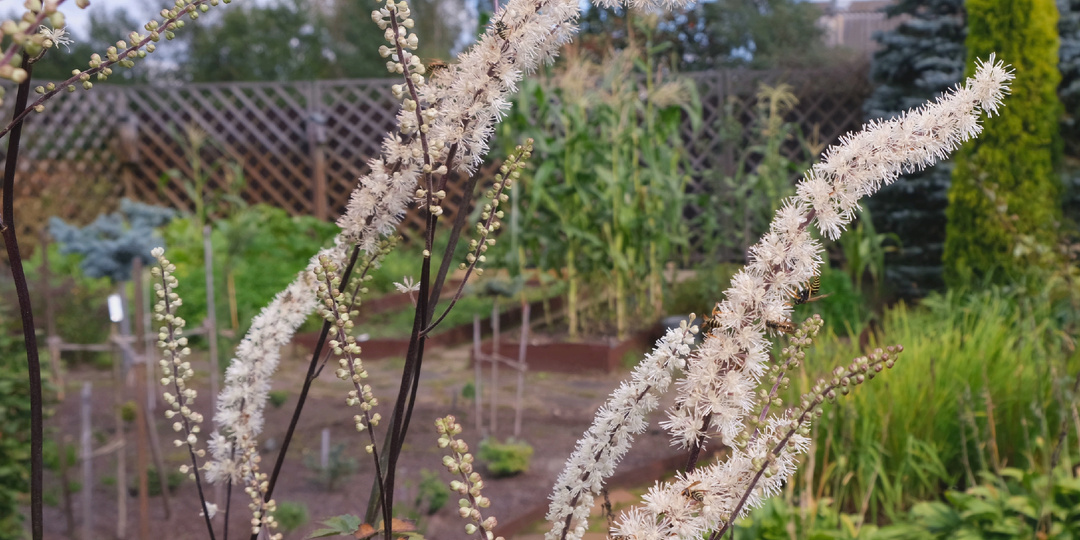 Садовый дневник: начало сентября, клопогоны и вереск
