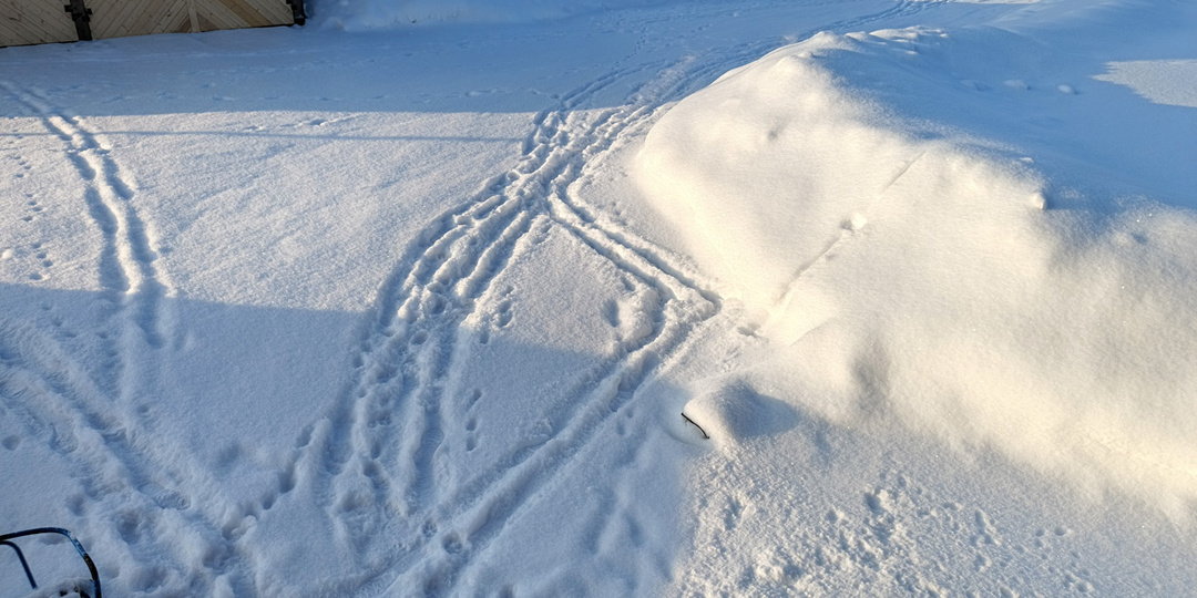 Новости нашей деревенской жизни, а еще покупки и ревизия семян