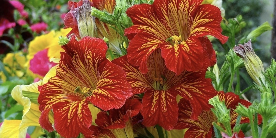 Красивые однолетние растения, цветущие все лето, до заморозков.