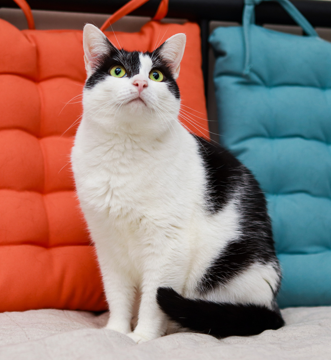 - Сколько-сколько? (Нюша нашла дом со статей из Дзена)