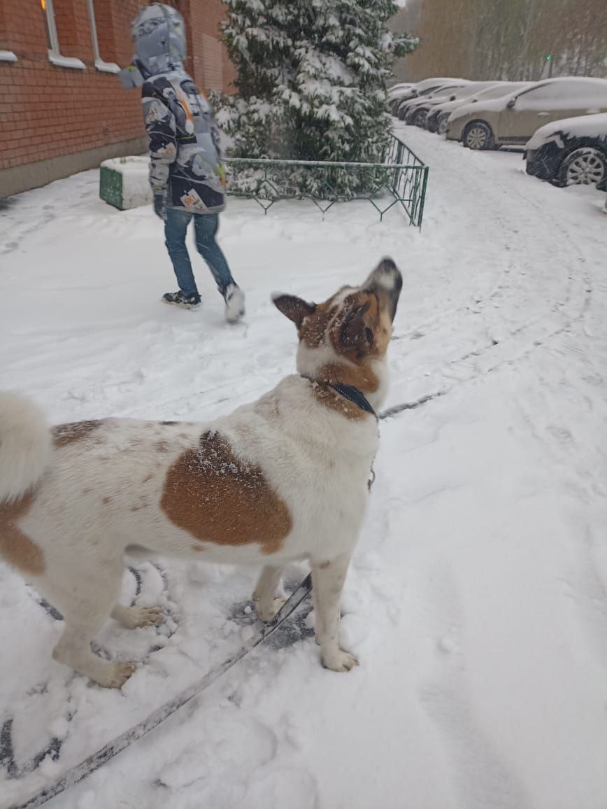 - Нам тоже нравится дзен, мы всей семьей вас читаем! (Адам нашел дом со статей из Дзена)