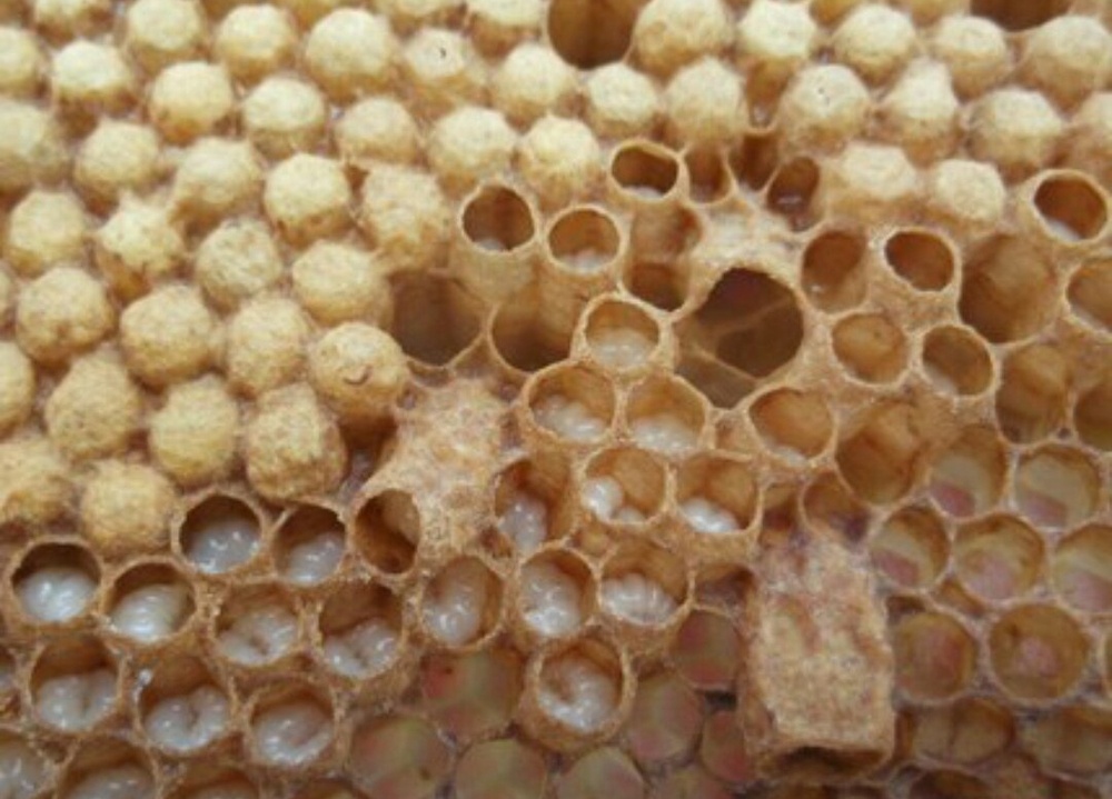 Гомогенат (трутневое молочко).