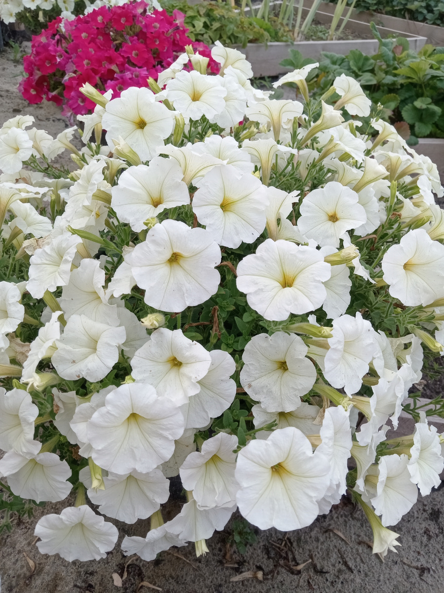 Одна из любимых серий - Джоконда, фото 2024 года