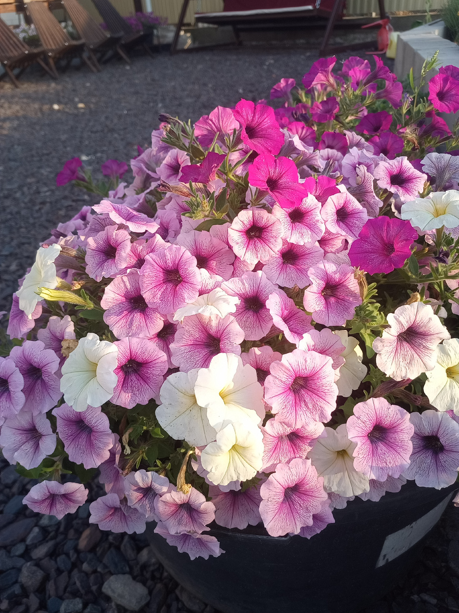 Фото 2025 года