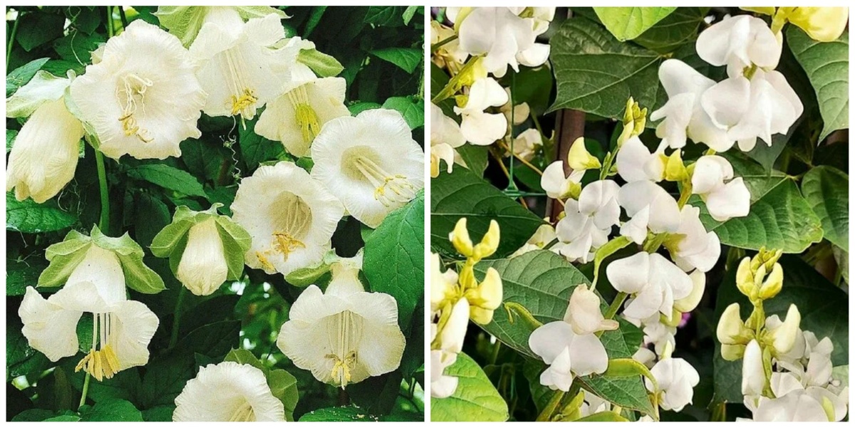 Слева кобея, справа долихос.