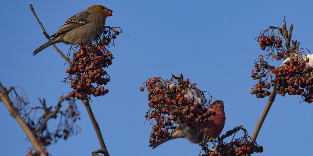 Щуры во Владимирской области. Фото
